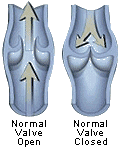 Normal Vein